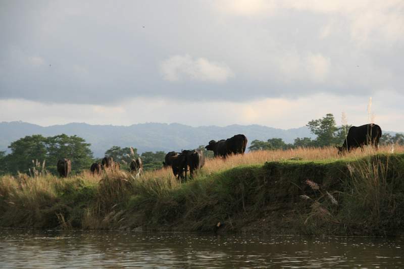 India & Nepal 2011 - 0588